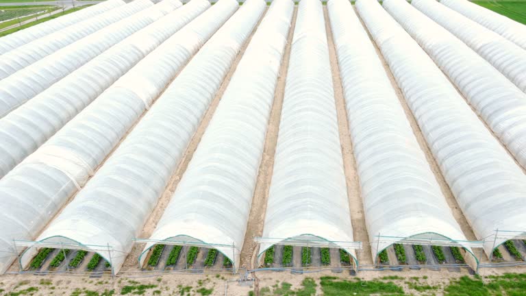 Drone flies over white greenhouse with strawberry plants, fruit cultivation, aerial view