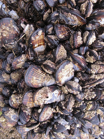 Cluster of mussels with barnacles