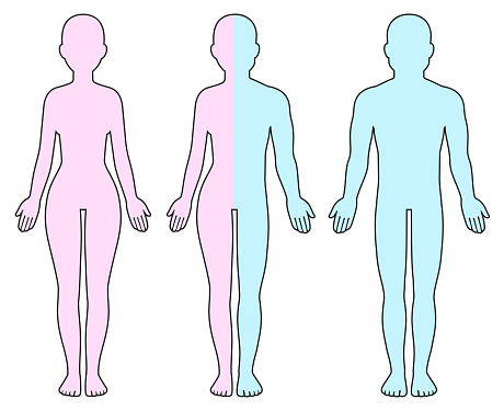 Adult male, female and half man half woman body outline. Gender identity, sex transition. Blank human shape diagram template, vector illustration.