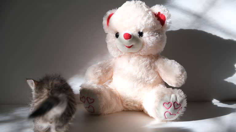 Teddy bear toy and rretty cute kitten. Tabby cat. Funny pets. Valentines Day, Birthday, Dating