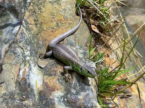 Close-up view of lizard rest on stone near lake. Lizard taking a sun bath on a stone