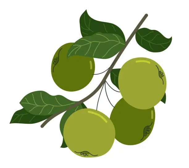 Vector illustration of Wild green fresh unripe apples vector flat drawing isolated on white background.