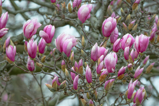 istock Beautiful Spring Tulip-Magnolia tree- Howard County, Indiana 2148616913