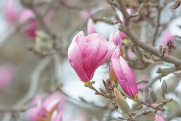 Beautiful Spring Tulip-Magnolia tree- Howard County, Indiana