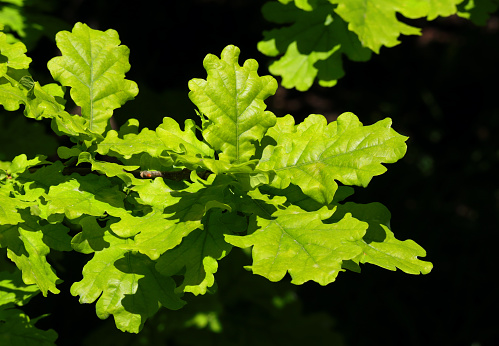 Springtime, Oeiras, Portugal. Environment.  Fresh young Oak tree leaves growing in natural environment, highlighted against a deep shadow background. Shallow focus for effect. Space for text.