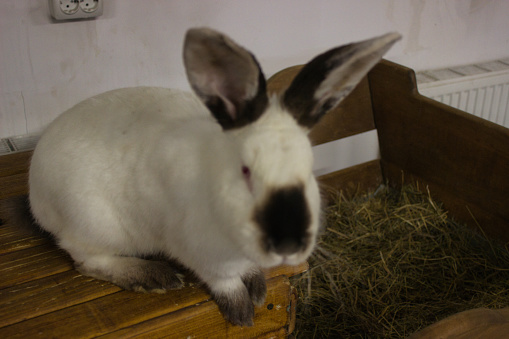 A serene white rabbit with black markings rests atop a wooden hutch filled with hay, a picture of quiet domesticity.