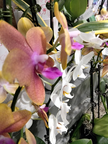 Pink, yellow, white and bushy orchids shimmer on display at a local sellery. Distortion in preview; blurred in view.