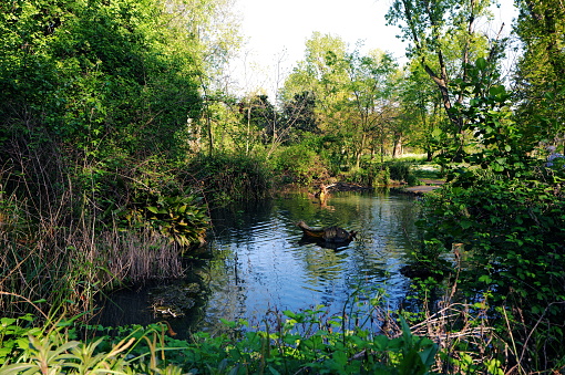 pond in a park