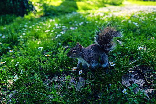 A gray squirrel holding a peanut.
