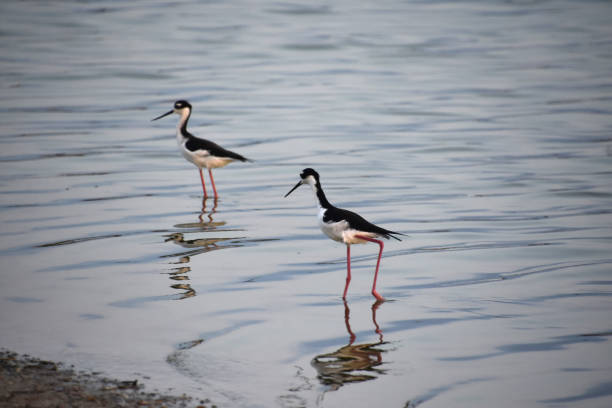 Beautiful pair of black and white sandpiper birds in shallow waters.