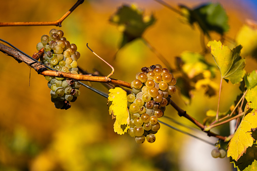 Wine-growing grapes in warm autumn sun light before cropping