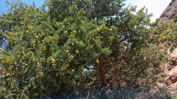 istock The argan tree with its fruits 2148619414
