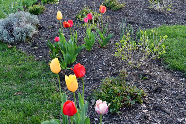 istock Blooming Tulips in The Park 2148619429