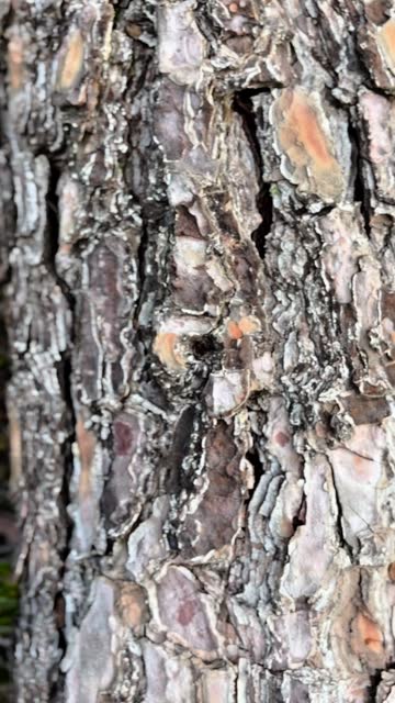 Pine Tree trunk texture 4k stock video