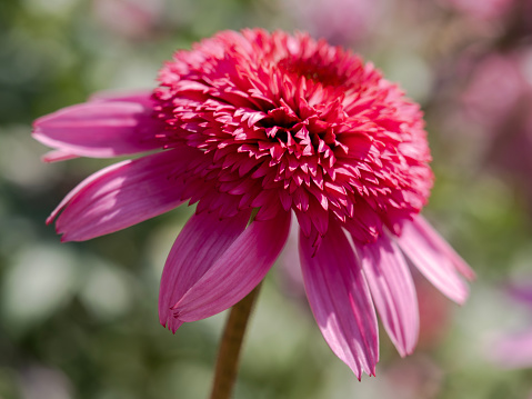 Closeup of a pink Echinacea flower. Blurry background.