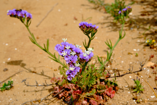 Purple wild flowers by coastline