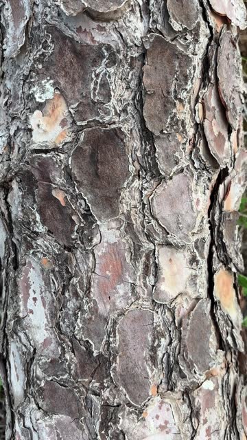 Pine Tree trunk texture 4k stock video