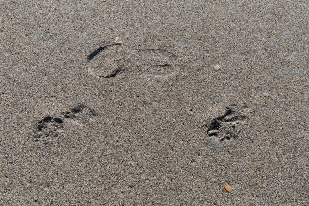 istock Background texture of wet sand with barefoot human and animal footprints, creative copy space for travel with pets, family recreation 2148622322