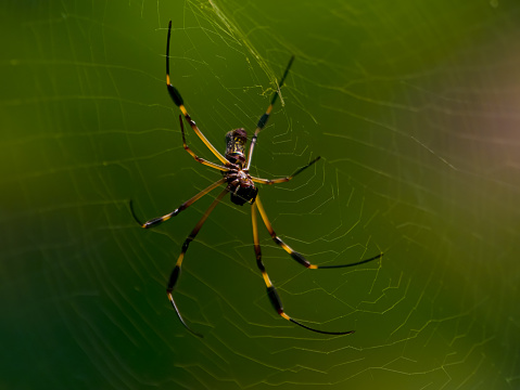 Banana spider in web closeup
