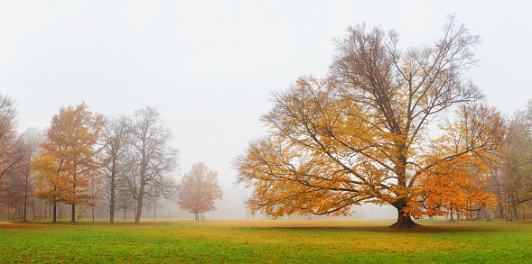 Autumn landscape - view of a foggy autumn park with paths and wooden benches in the early morning