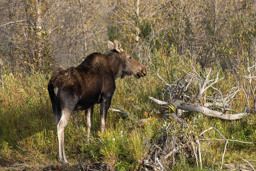 a cow shiras moose in autumn in Wyoming