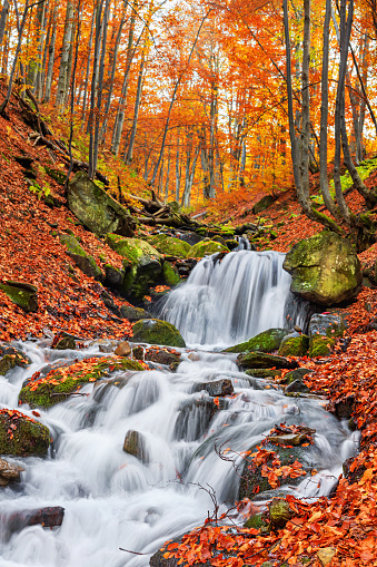 Autumn landscape - view of a mountain river with a cascade of waterfallsin the autumn forest, Carpathians, Ukraine