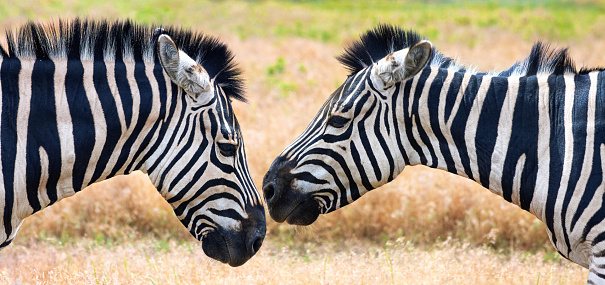Close-up view of two zebras under the hot summer sun. Wildlife scene from nature, banner