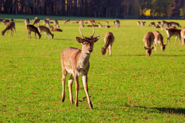 istock Young male red deer (Cervus elaphus) grazing in the meadow 2148623288