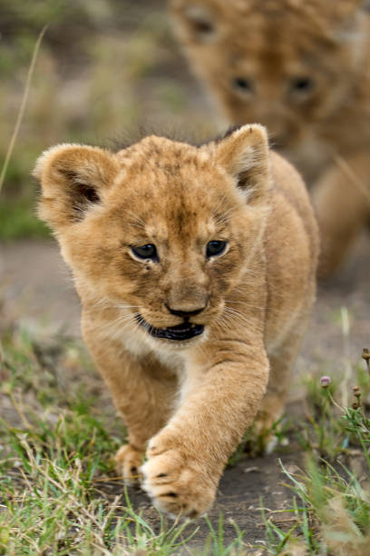 A baby lion is called a cub, whether it is a male or female. Once it reaches adulthood, the cub will be designated as a lion if it is male or a lioness if it is female