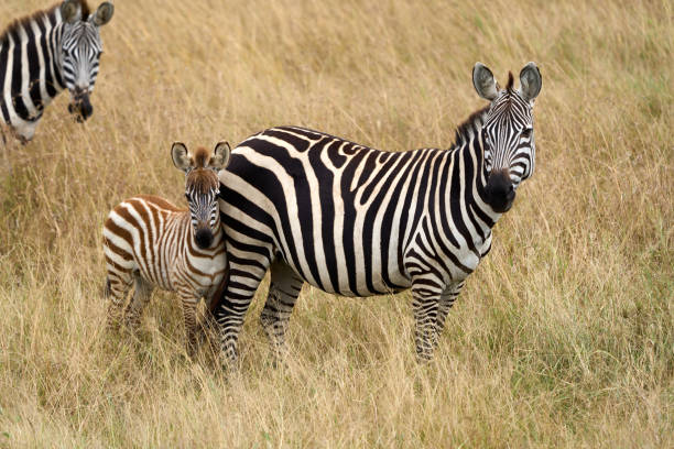 istock Zebra with a cub standing in the savannah 2148623919