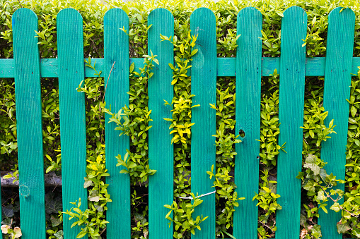 Green Wooden Fence on the Background of Plants