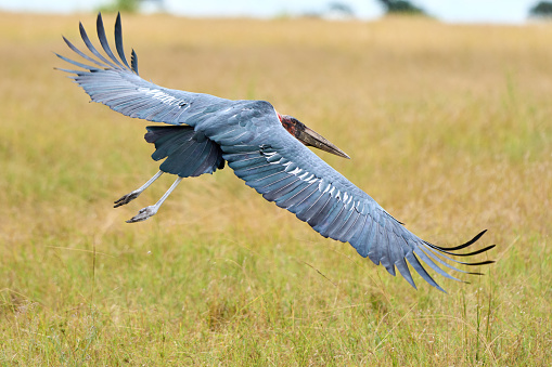 Horizontal photo with motion of a marabou stork bird flying free in the savannah