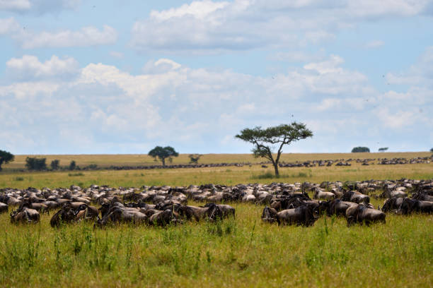 istock Group of blue wildebeest on a savannah together eating grass 2148623938