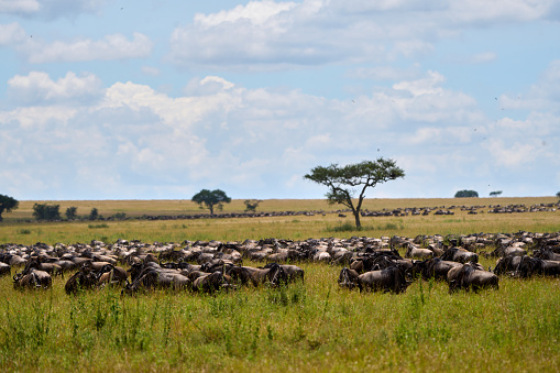 Full length horizontal photo of a group of blue wildebeest on a savannah together eating grass