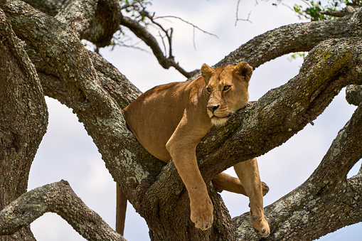 Low angle view full length photo of a lioness leaning on a tree trunk in the shadow