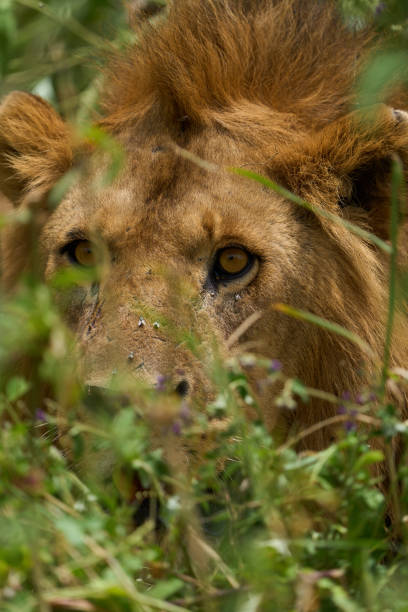 istock Lion about to hunt in the savannah 2148623957