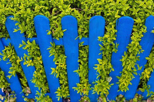 Blue Wooden Fence on the Background of Plants