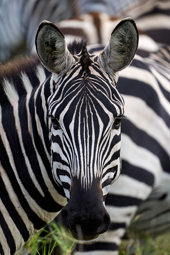 Vertical close-up of a beauty striped zebra looking at camera in the wild savannah