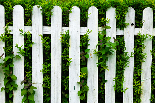 White Wooden Fence on the Background of Plants