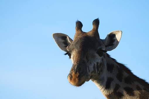 Close-up of the face of a wild giraffe under the sun in a blue sky