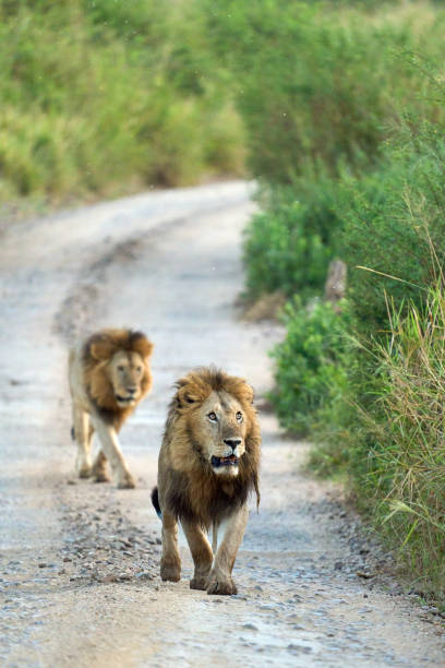 istock Two lions walking along a muddy path in the savannah 2148624021