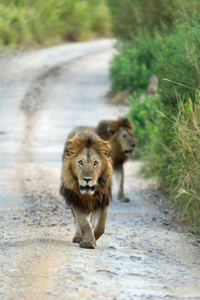 istock Lions walking free and wild in a path 2148624022