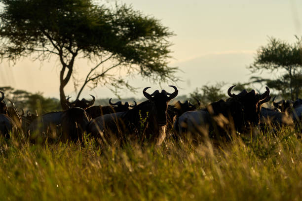 istock A herd of blue wildebeest in the wild 2148624026