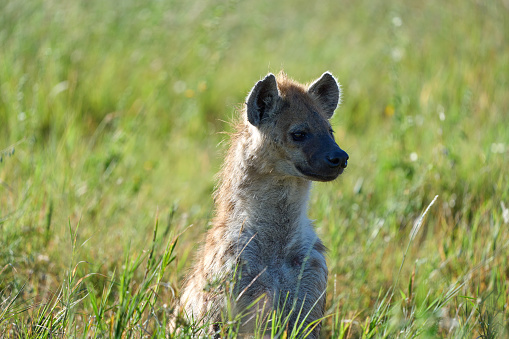 Head of a hyena protruding from the meadow in the savannah