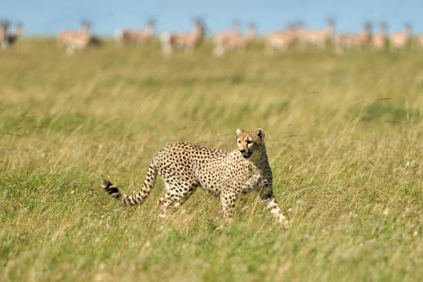 istock Cheetah walking free and wild in the jungle 2148624047