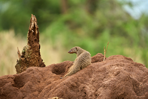 Full length photo of a mongoose in a pile of sand in the savanna