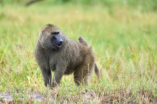 A male baboon is opening his mouth and showing his teeth