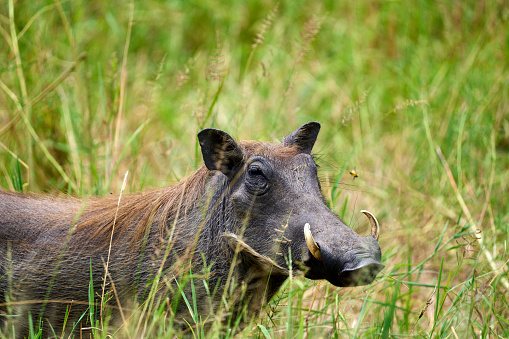 Close-up of a common warthog in the middle of a meadow in the jungle