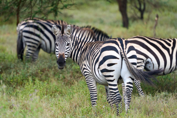 Zebra turning to look at camera in the savanna