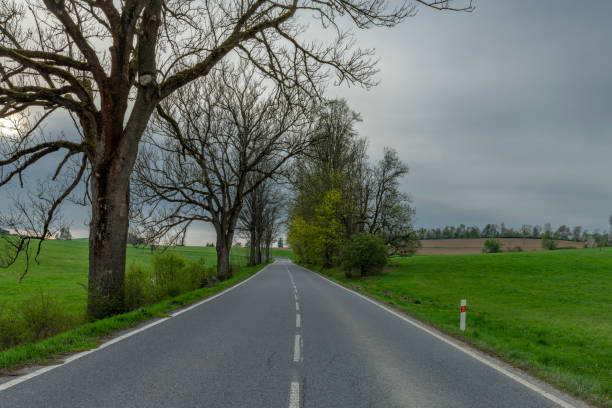tree-lined avenue